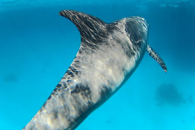 Full-Day Snorkeling with Dolphins in Hurghada with Lunch - Two Snorkel Areas and Lots of Fish: How the Reefs Play Out