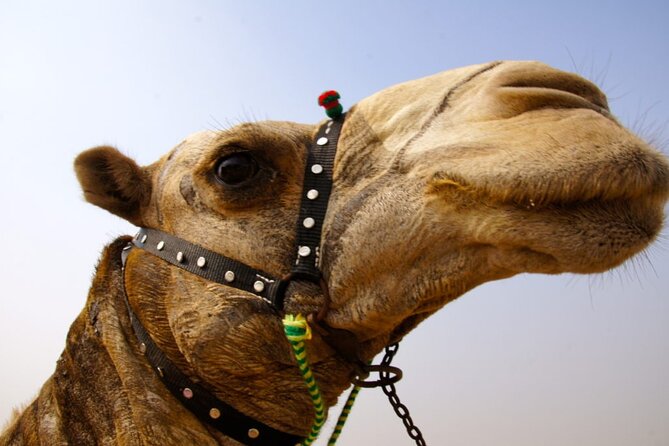 Full day tour Giza Pyramids Sphinx &Lunch and Shopping tour - Khufu to Menkaure: The Pyramid Route on the Giza Plateau