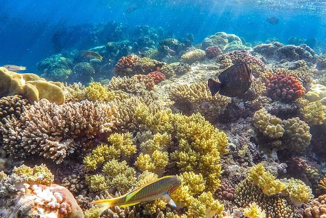 Full Relaxing Day To The Red Sea From Cairo Or Giza Hotel - Guides and Drivers: How the Right Pairing Makes This Trip Feel Easy