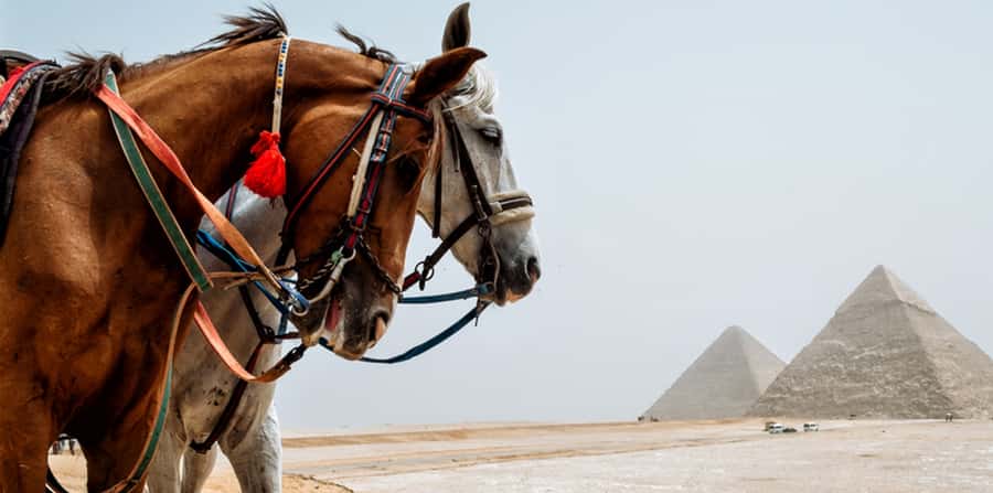 Giza: Arabian Horse Tour Around the Giza Pyramids - Price and Value: Why $20 Can Work, and When It Might Not