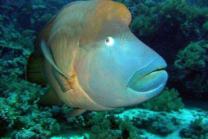 Grand Safari including Snorkeling at the Blue Hole and a Camel Ride along the Gulf of Aqaba - Key points to know before you go