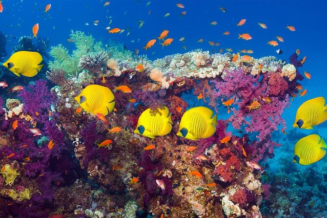Grand Safari including Snorkeling at the Blue Hole and a Camel Ride along the Gulf of Aqaba - Nuweiba buffet lunch: the reset your legs will thank you