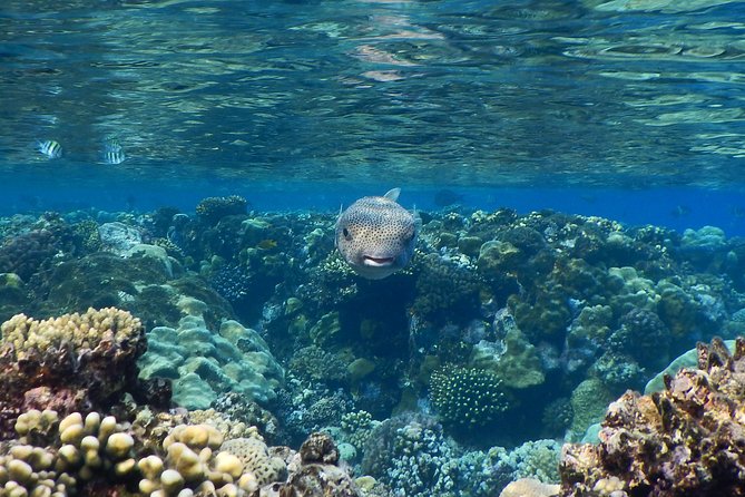 Hamata and qulaan Islands Snorkeling Sea Trip With Transfer, Lunch - Marsa Alam - Getting to Hamata Port starts your whole day