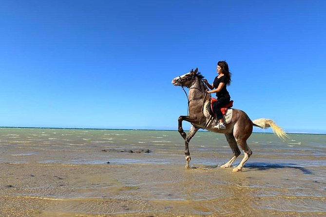 Horse Riding Tour 2 Hours Sea And Desert with Transfer - Hurghada - Sea, Desert, and a Real Coach: What the 2 Hours Feel Like