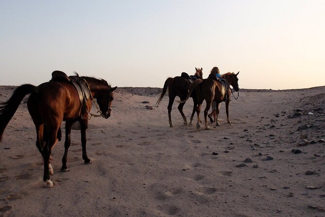 Horseback Riding with Pickup and Drop-off from Sharm El Sheikh - On the ride: beach and sea first, desert in the mix