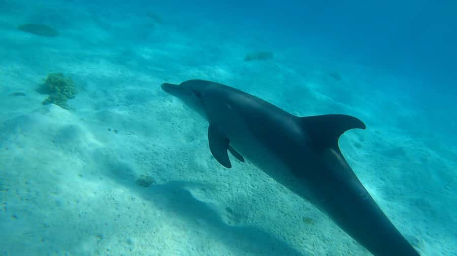 Hurghada: 3 Islands, Dolphins & Snorkel Yacht Trip w/ Lunch - Key things to know before you go