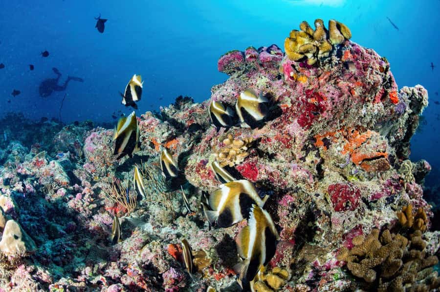 Hurghada: 3 Islands, Dolphins & Snorkel Yacht Trip w/ Lunch - Lunch on board: seafood, bread, and unlimited drinks