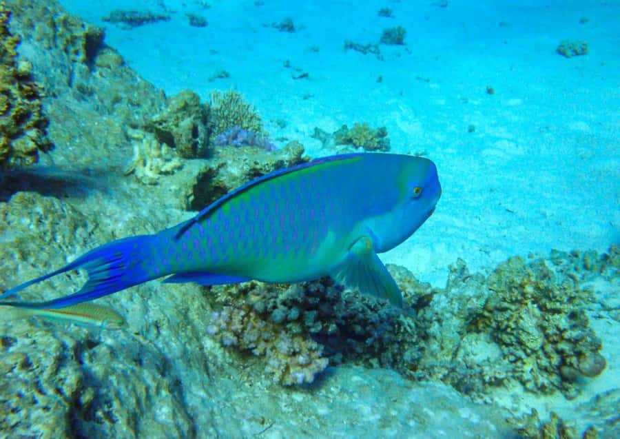 Hurghada: 3 Islands, Dolphins & Snorkel Yacht Trip w/ Lunch - Weather and water conditions: pack like it is going to be breezy