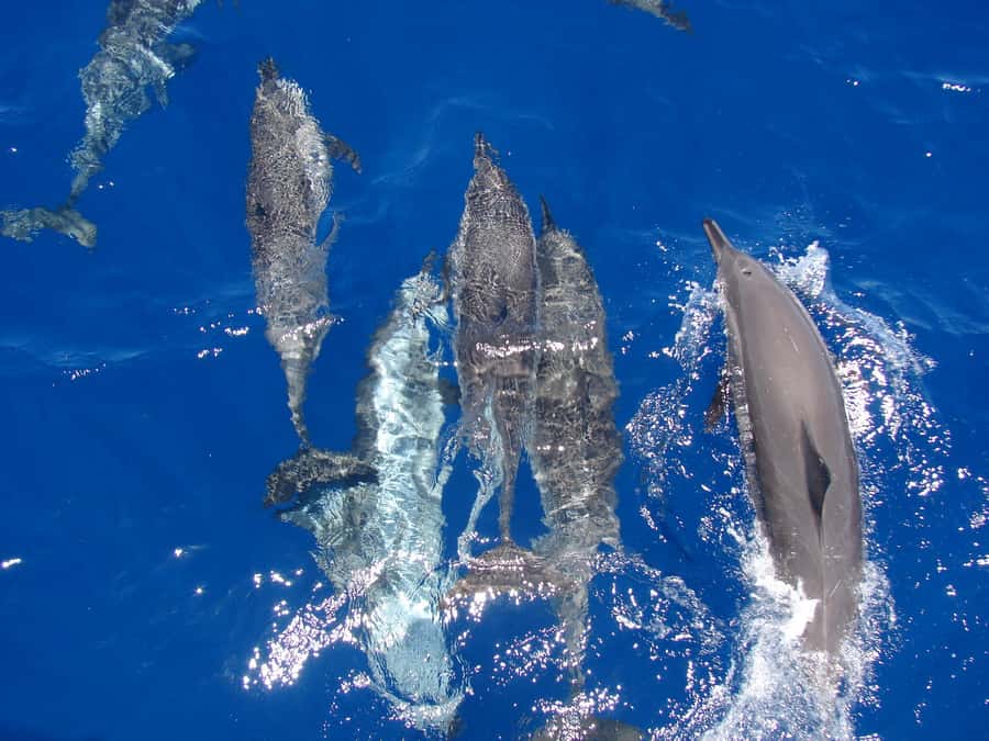 Hurghada: All-Inclusive Elite VIP Dolphin House & Massage - From Hurghada Pickup to Yacht Breakfast With Coffee and Pastries