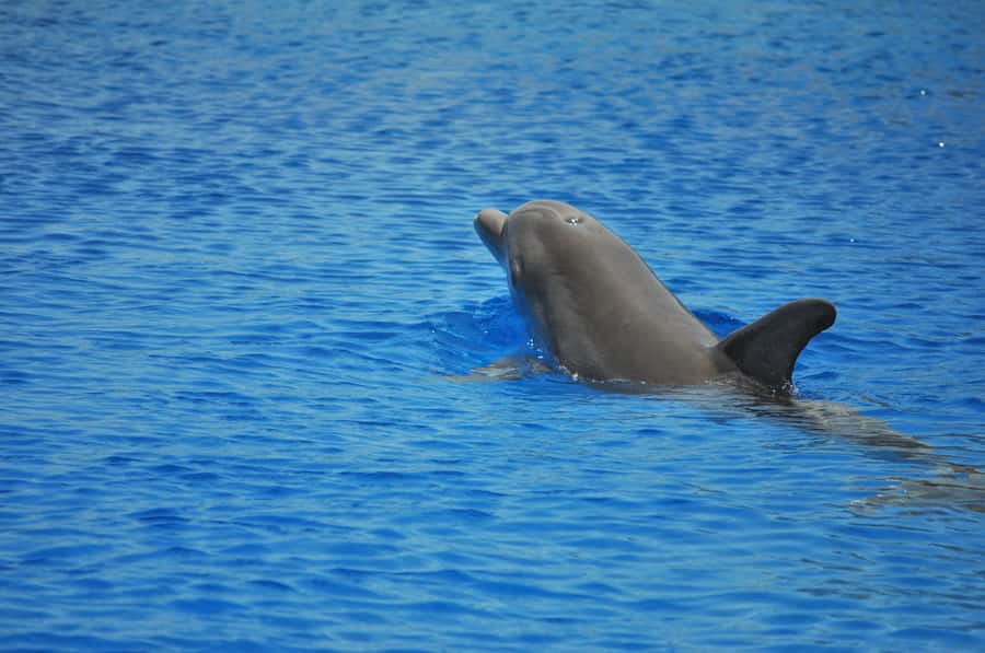 Hurghada: All-Inclusive Elite VIP Dolphin House & Massage - Lunch on the Sea: Buffet That Actually Fills You Up