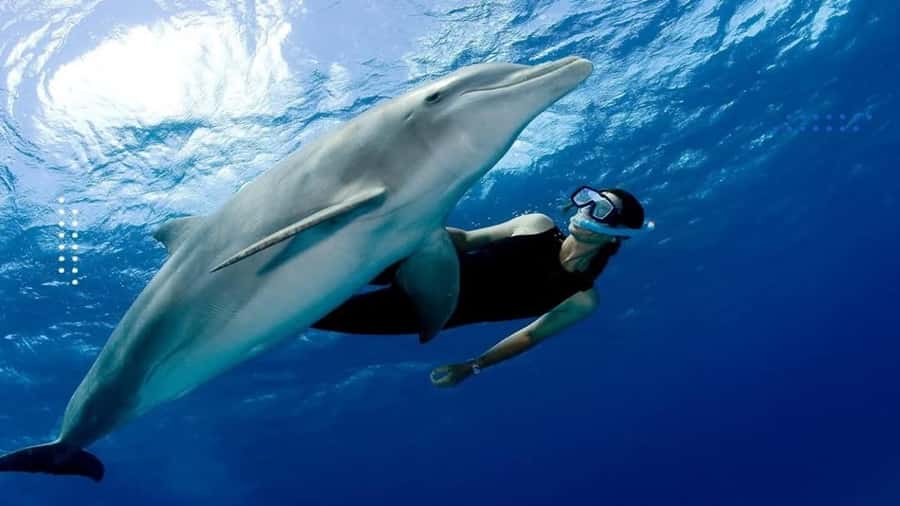 Hurghada: All-Inclusive Elite VIP Dolphin House & Massage - Snorkeling in Two Reef Stops With Gear and Real Coaching