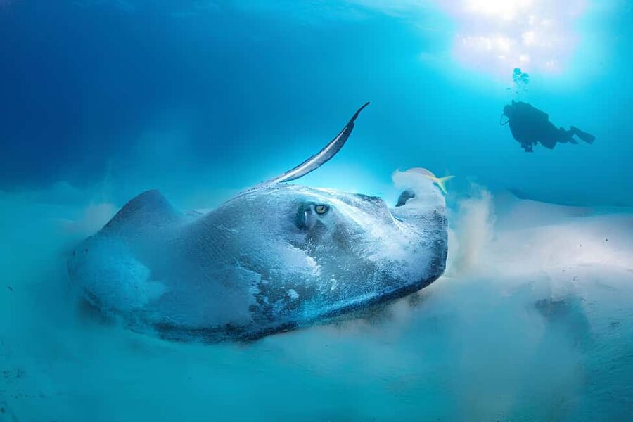 Hurghada: Beginners Scuba Diving Full-Day Boat Trip & Lunch - Boat Breaks, Deck Time, and the Lunch That Helps You Enjoy the Water