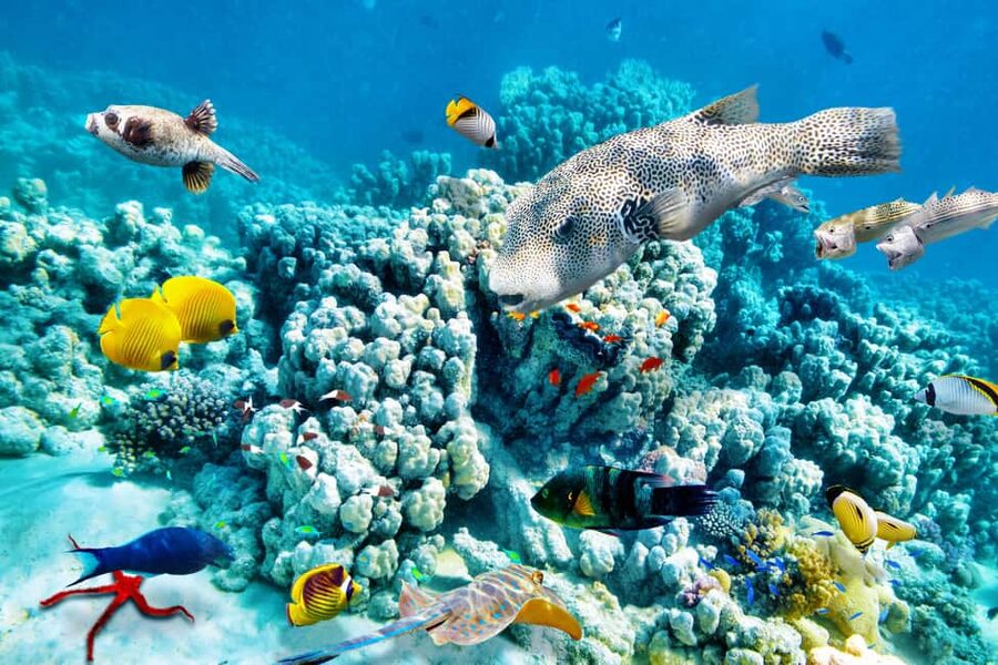 Hurghada: Beginners Scuba Diving Full-Day Boat Trip & Lunch - Price and Value: Why This $30 Price Can Make Sense