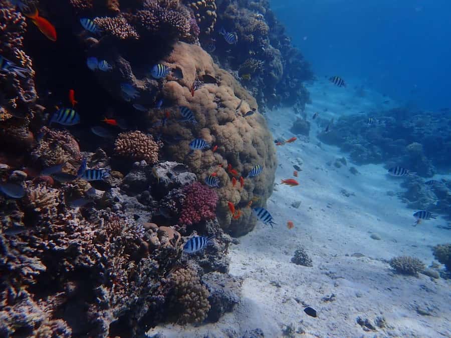 Hurghada: Boat trip to Magawish island with Multi Options - Optional massage and parasailing add-ons