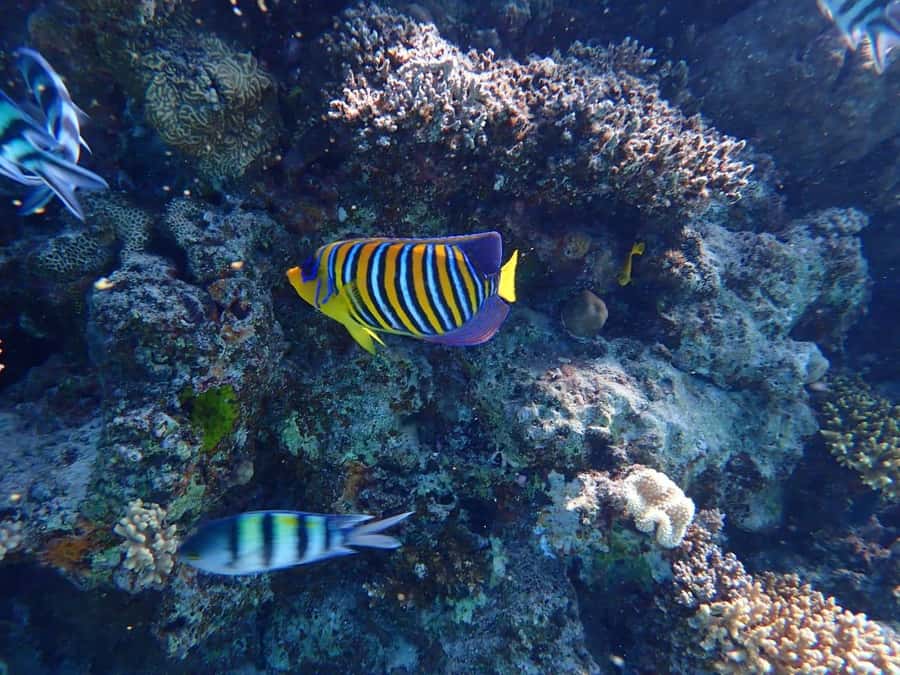 Hurghada: Boat trip to Magawish island with Multi Options - Pickup reality in Hurghada: where to meet and how to not wait
