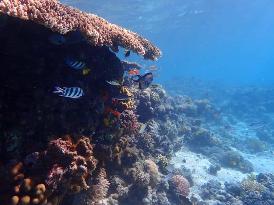 Hurghada: Boat trip to Magawish island with Multi Options - The human touch: guide style and boat captain calm