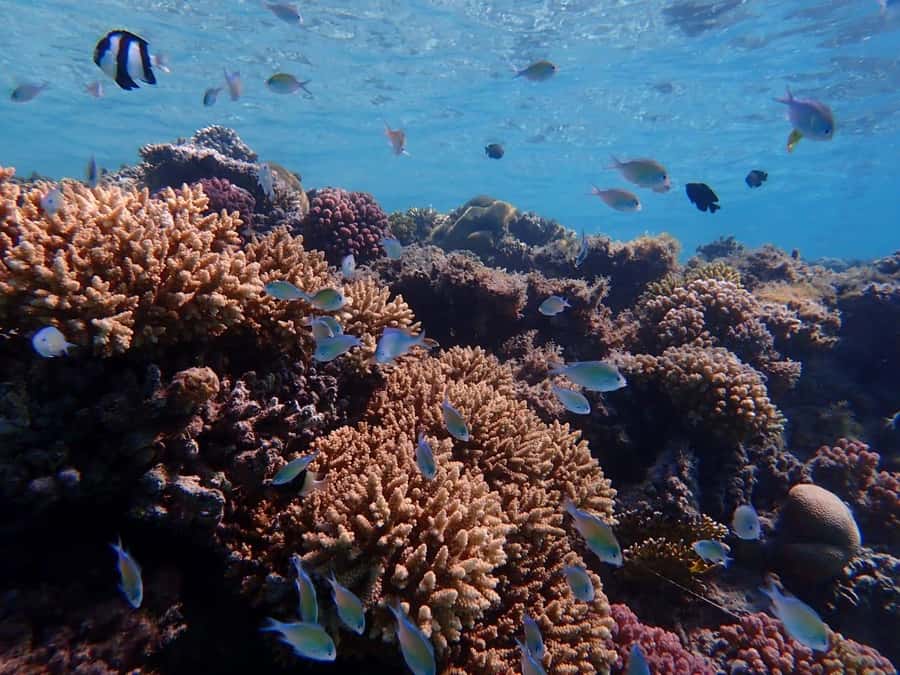 Hurghada: Boat trip to Magawish island with Multi Options - Who this Magawish boat trip fits best
