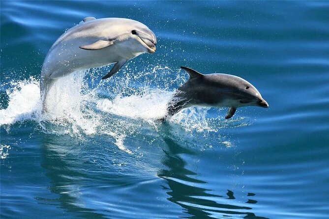 Hurghada Boat Trip to See Dolphins With Snorkeling and Lunch - Key Highlights You Should Know