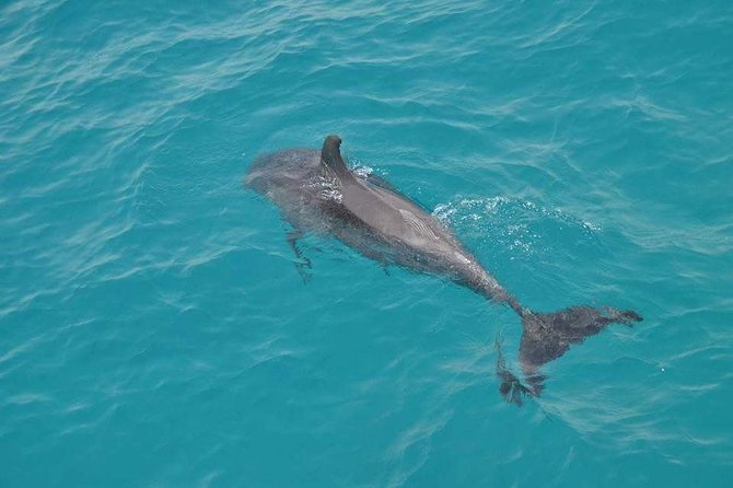 Hurghada Boat Trip to See Dolphins With Snorkeling and Lunch - A 7-Hour Hurghada Dolphin Day With a Realistic Flow