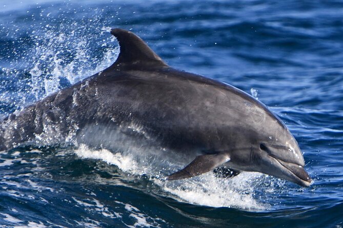 Hurghada Boat Trip to See Dolphins With Snorkeling and Lunch - Dolphin Spotting: Safe Distances, Real Luck, and How to Handle It