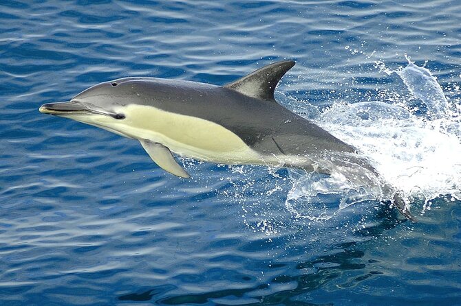 Hurghada Boat Trip to See Dolphins With Snorkeling and Lunch - Lunch on Board: Real Fuel for a Long Sea Day