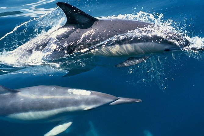Hurghada Boat Trip to See Dolphins With Snorkeling and Lunch - What Can Go Right, and What to Watch For