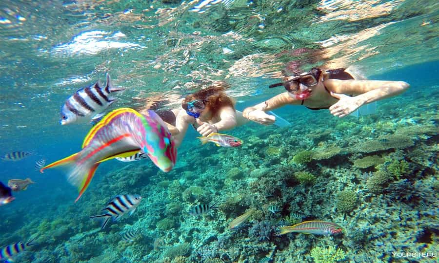 Hurghada: Day Snorkeling with Dolphins - Who should book this dolphin day, and who should skip it