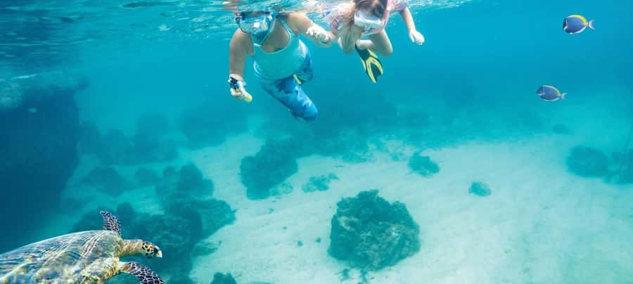 Hurghada: Day Snorkeling with Dolphins - Dolphin Reef in Hurghada: why this spot gets the dolphin reputation