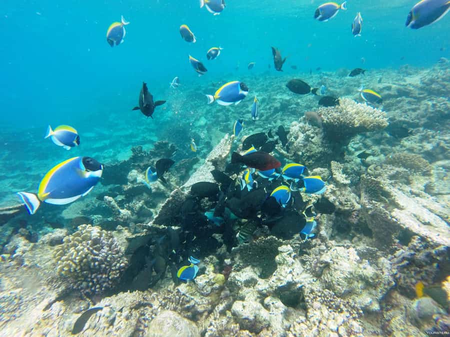 Hurghada: Day Snorkeling with Dolphins - The boat day: comfort, crew support, and what timing can feel like