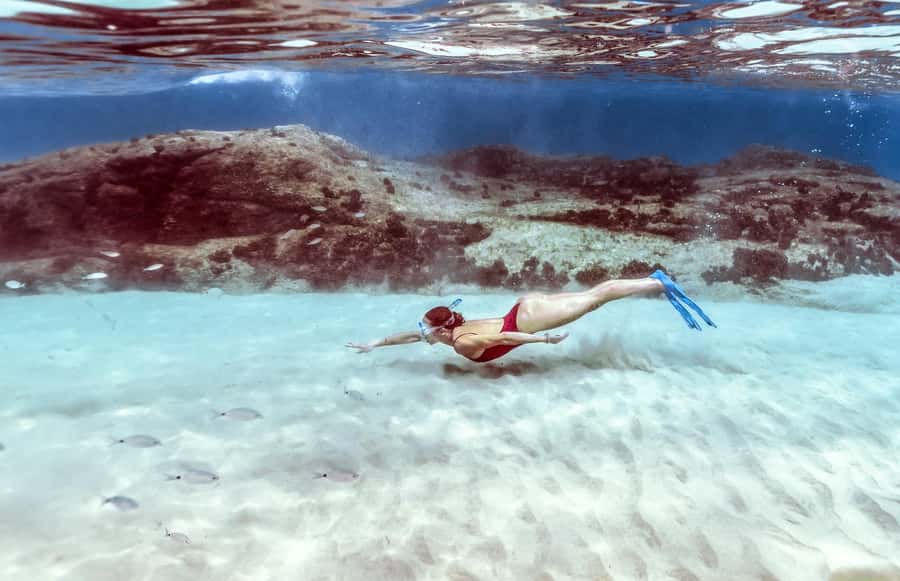 Hurghada: Day Snorkeling with Dolphins - Snorkeling with dolphins: what you should do in the water