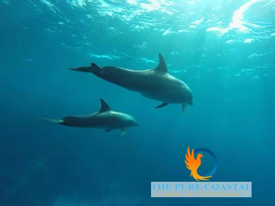 Hurghada: Day Snorkeling with Dolphins - Lunch and drinks on the boat: what a 7-hour trip needs
