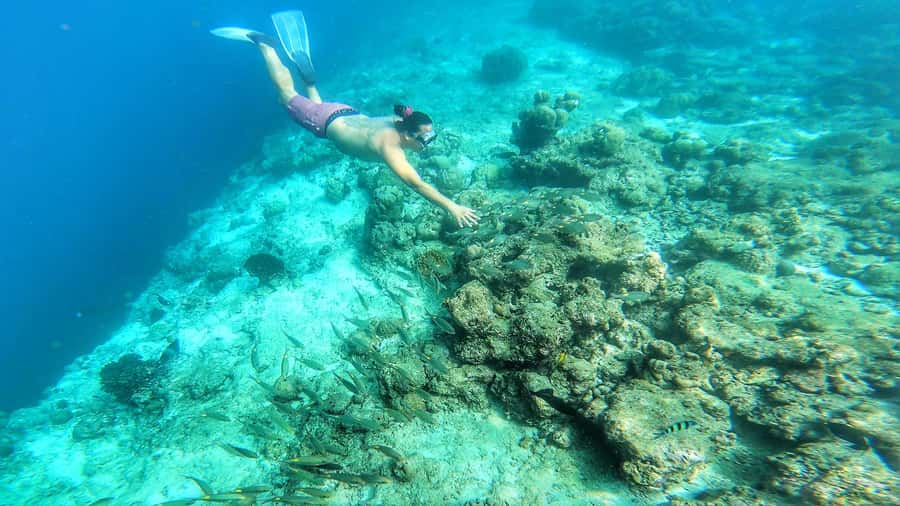 Hurghada: Day Snorkeling with Dolphins - Price and logistics: what $42 covers and what costs extra