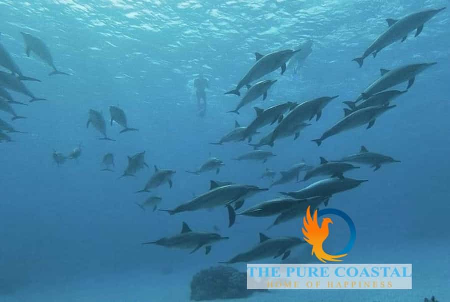 Hurghada: Day Snorkeling with Dolphins - What to bring so your day stays easy in the sun
