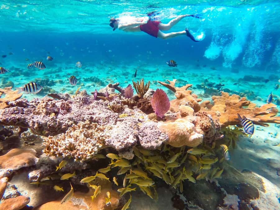 Hurghada: Day Snorkeling with Dolphins - How the day runs: from pickup to boat without the stress
