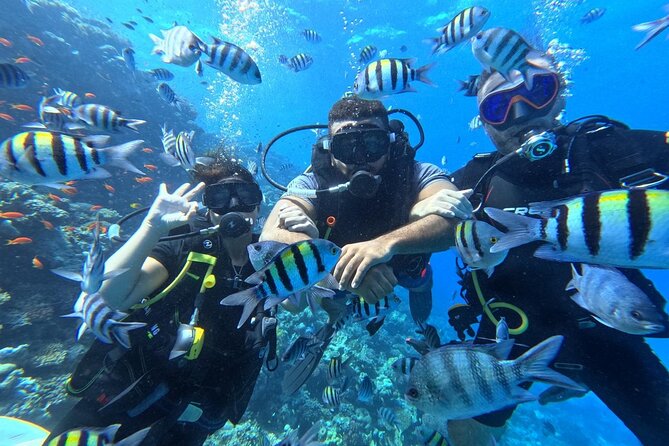 Hurghada Diving Adventure one Day with two Dives Boat Trip - 8:30 am Start and the Marriott Pickup That Keeps Your Morning Calm