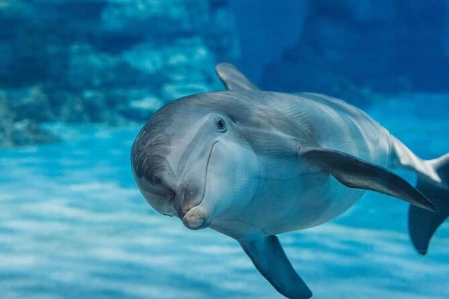 Hurghada: Dolphin & Coral Reef Snorkeling Tour with Lunch - Key things to know before you go