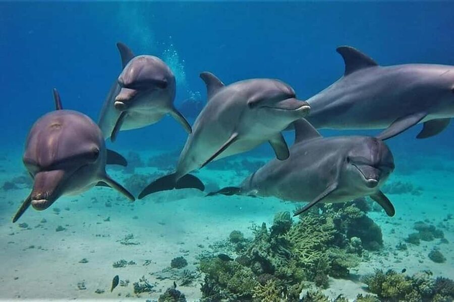 Hurghada: Dolphin & Coral Reef Snorkeling Tour with Lunch - How The Day Flows From Hurghada (6 to 7 Hours On the Water)