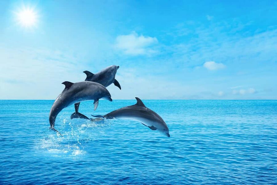 Hurghada: Dolphin & Coral Reef Snorkeling Tour with Lunch - Boat Setup, Shade, Toilets, and the Usual Boat-Day Reality