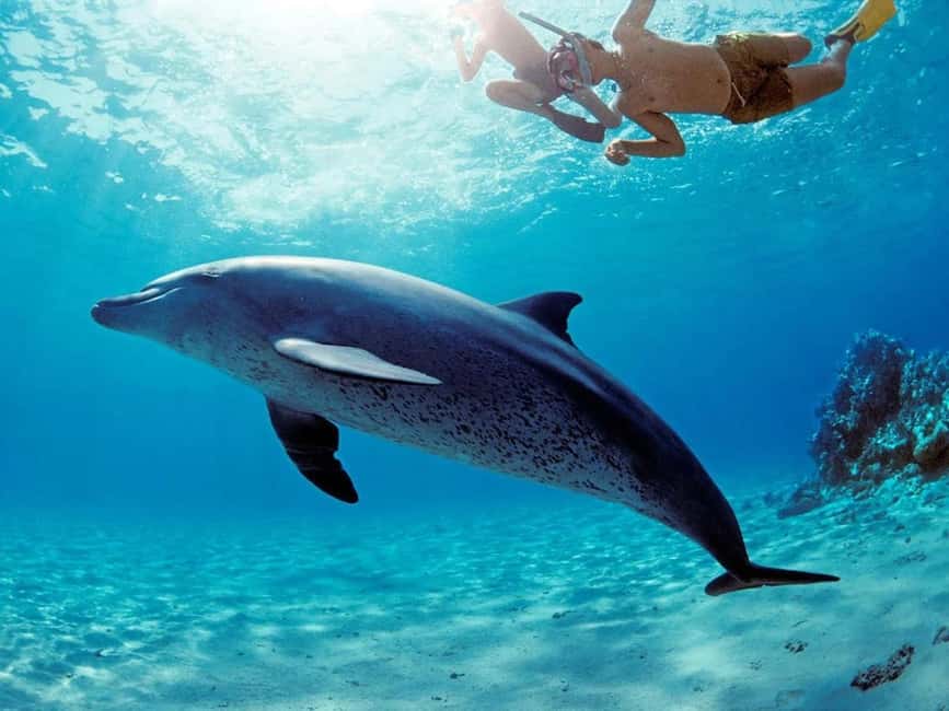 Hurghada: Dolphin Cruise with Snorkeling & Buffet Lunch - Price and Value: What $26 Really Covers