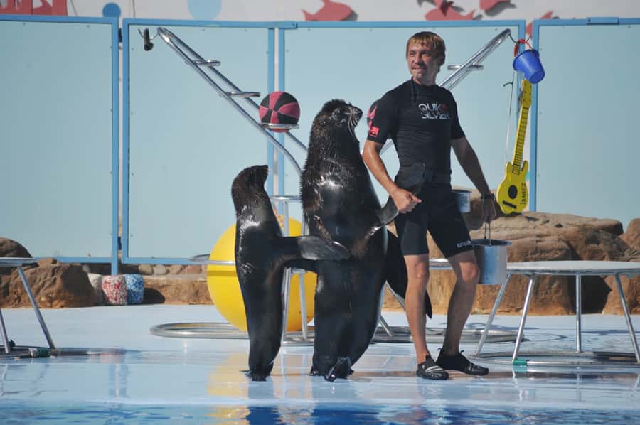 Hurghada: Dolphin World Show with Walruses and Pickup - Getting to Dolphin World: Hurghada pickup and a low-stress morning