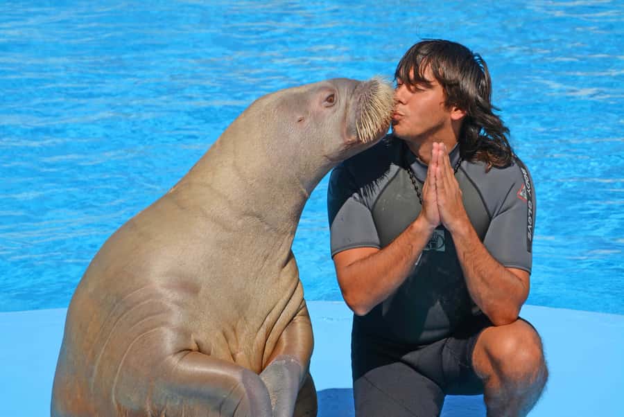 Hurghada: Dolphin World Show with Walruses and Pickup - Photo sessions, souvenir shopping, and how to keep control