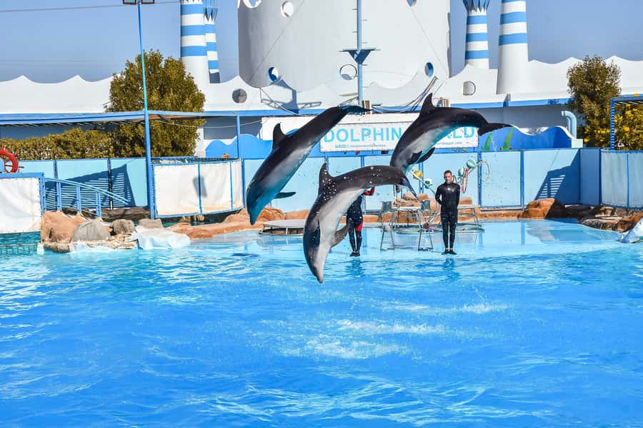 Hurghada: Dolphin World Show with Walruses and Pickup - Who this show is best for in Hurghada