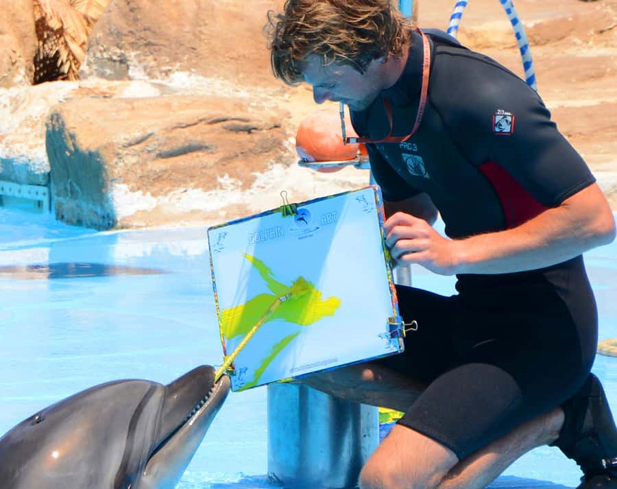 Hurghada: Dolphin World Show with Walruses and Pickup - The 10:30 Outdoor Dolphin & Seal Show: what you actually watch