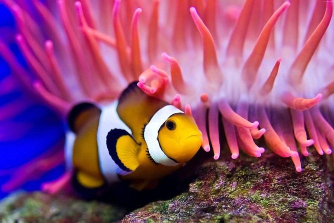 Hurghada: Full-Day Diving Tour with Lunch & Two Dive Sites - Underwater Session Two at a Different Spot: Seeing More Than One View