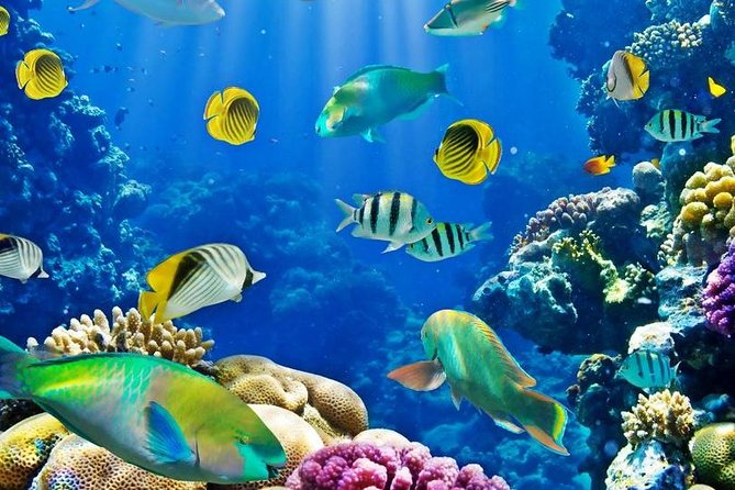 Hurghada: Full-Day Diving Tour with Lunch & Two Dive Sites - Price and Logistics: Why About $26 Can Be Real Value