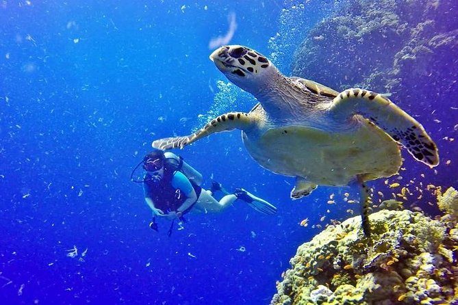 Hurghada: Full-Day Diving Tour with Lunch & Two Dive Sites - Pickup and the White Dolfin: How the Day Starts Smoothly