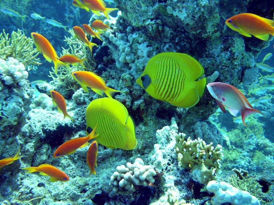 Hurghada: Full-Day Scuba Diving Tour with 2 Sites and Lunch - Hurghada’s Red Sea, handled with training wheels (that still looks amazing)
