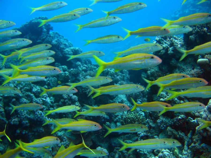 Hurghada: Full-Day Scuba Diving Tour with 2 Sites and Lunch - The 7-hour rhythm: briefing, boat time, then two underwater sessions