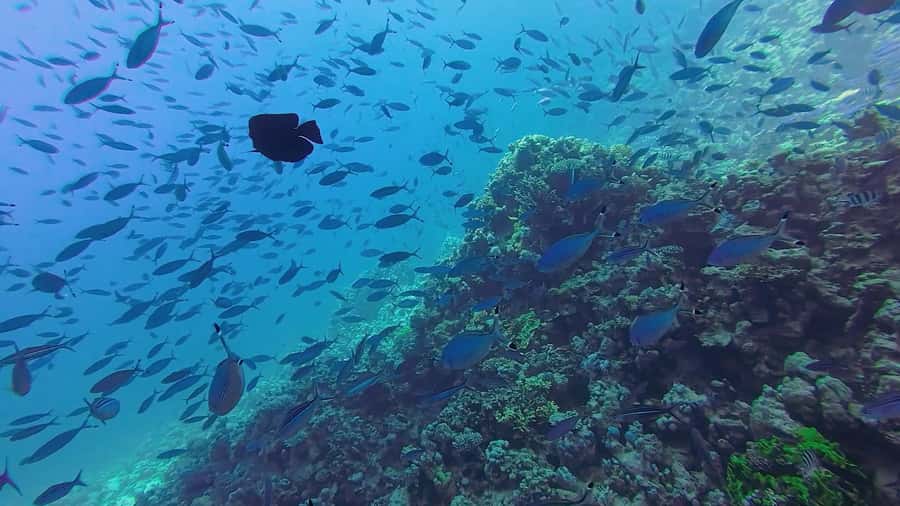 Hurghada: Full-Day Scuba Diving Tour with 2 Sites and Lunch - Two sites, max 10 meters, and why that depth limit is smart
