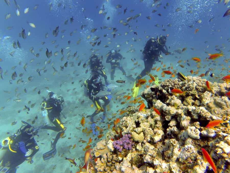 Hurghada: Full-Day Scuba Diving Tour with 2 Sites and Lunch - What to bring (and what to skip)